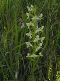 Greater Butterfly Orchid