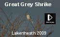 Great Grey Shrike