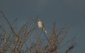 Great Grey Shrike