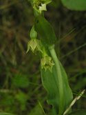 Green Flowered helleborine