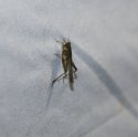 Slender Groundhopper