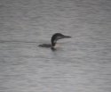 Great Northern Diver