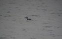 Great Northern Diver