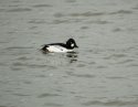Goldeneye