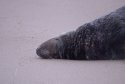 Grey Seal