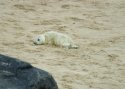 Grey Seal