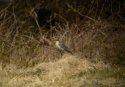 Great Spotted Cuckoo