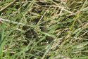 Grass Snake