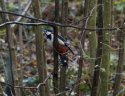 Great Spotted Woodpecker