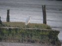 Great White Egret