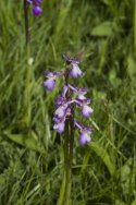 Green Winged Orchid