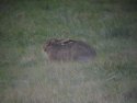 Hare