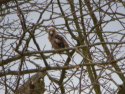Hawfinch