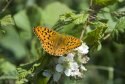 High Brown Fritillary