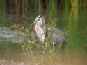 Heron Eating a Rat