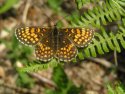 Heath Fritillary