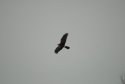 Hen Harrier