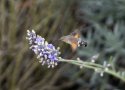 Hummingbird Hawkmoth