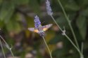 Hummingbird Hawkmoth