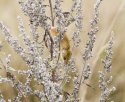 Harvest Mouse