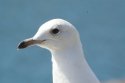Iceland Gull