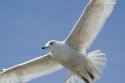 Iceland Gull