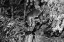 Brown Rat