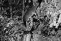 Brown Rat