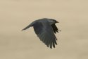 Jackdaw