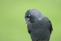 Jackdaw