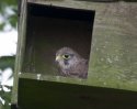 Kestrel