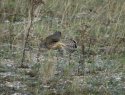 Kestrel