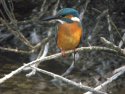 Kingfisher