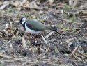 Lapwing