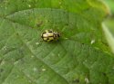Fourteen Spot Ladybird