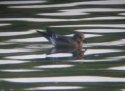 Leach's Petrel