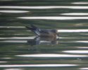 Leach's Petrel