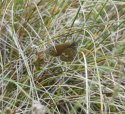 Large heath ssp Davus