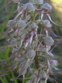 Lizard Orchid