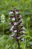 Lady Orchid
