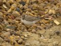 Little Ringed Plover
