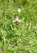 Late Spider Orchid