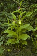 Lady's Slipper Orchid