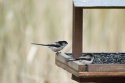 Long Tailed Tit