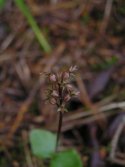 Lesser Twayblade