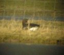 Lesser White Fronted Goose