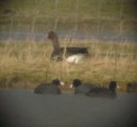 Lesser White Fronted Goose