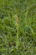 Man Orchid