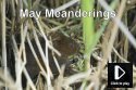 May Meanderings