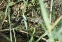 Marsh Frog